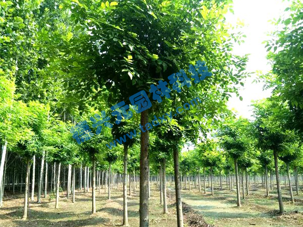 �c���鿴Ԕ����Ϣ���}����Ϟ ��x�Δ�(sh��)��2461