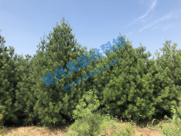 �c���鿴Ԕ����Ϣ���}����Ƥ�� ��x�Δ�(sh��)��2349