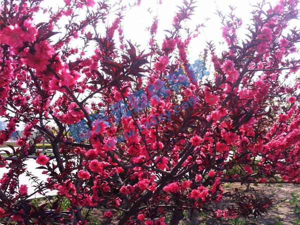 �c���鿴Ԕ����Ϣ���}������ ��x�Δ�(sh��)��2425