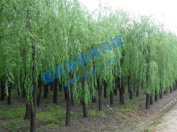 �c���鿴Ԕ����Ϣ���}������ ��x�Δ�(sh��)��2451