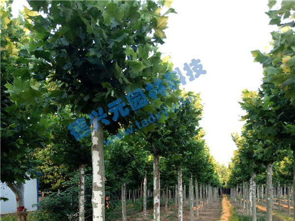 �c���鿴Ԕ����Ϣ���}����ͩ ��x�Δ�(sh��)��2460