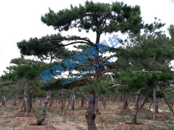 �c���鿴Ԕ����Ϣ���}������ ��x�Δ�(sh��)��2521