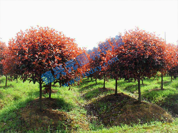 �c���鿴Ԕ����Ϣ���}���t�~ʯ骘� ��x�Δ�(sh��)��2775