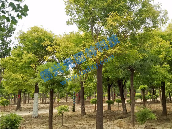 �c���鿴Ԕ����Ϣ���}�����~�� ��x�Δ�(sh��)��2415