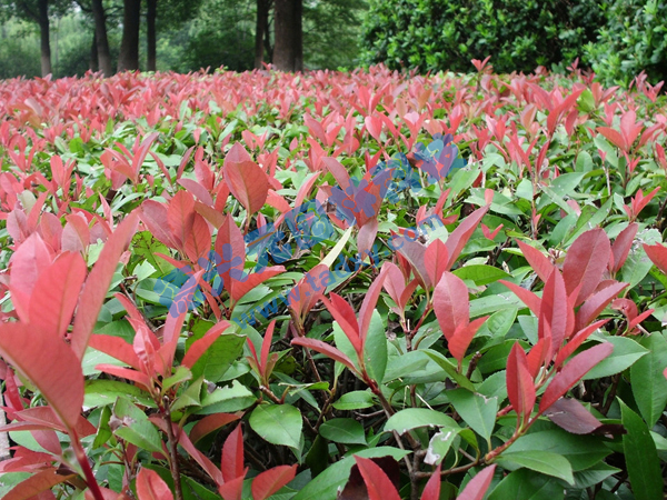 �c���鿴Ԕ����Ϣ���}���t�~ʯ� ��x�Δ�(sh��)��2514