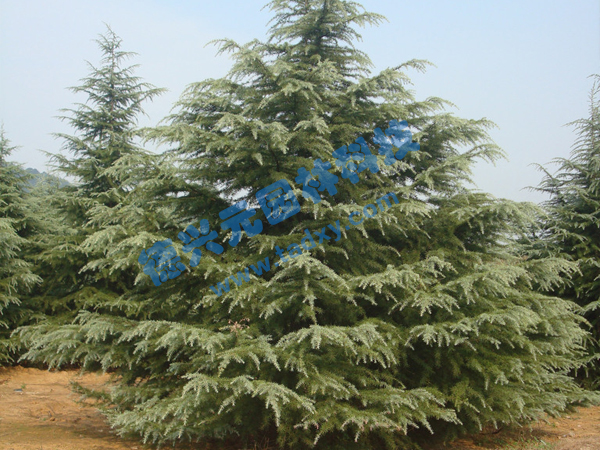 �c���鿴Ԕ����Ϣ��(bi��o)�}��ѩ�� ��x�Δ�(sh��)��2014