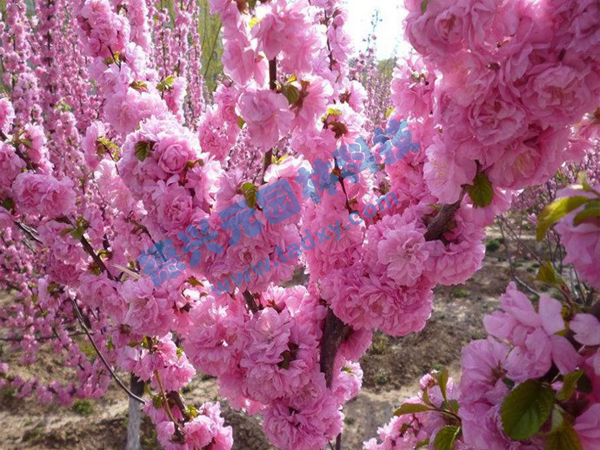 �c���鿴Ԕ����Ϣ��(bi��o)�}���ѻ� ��x�Δ�(sh��)��2068