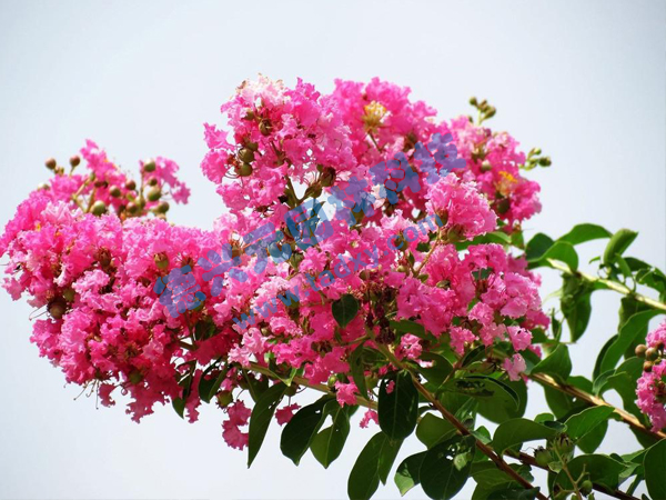 �c���鿴Ԕ����Ϣ��(bi��o)�}����ޱ ��x�Δ�(sh��)��2017